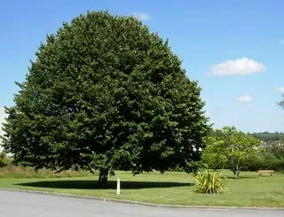 Photo du parc avec un grand arbre